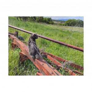 Indy on Bottom Plow 2026 Puzzle (252, 520, 1014-piece)