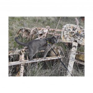 Indy on Horse-Drawn Plow 2026 Puzzle (252, 520, 1014-piece)