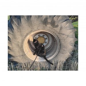 Zorro on Rogator Wheel 2026 Puzzle (252, 520, 1014-piece)