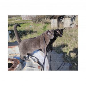 Tractor Cats on Tractor Tires 2026 Puzzle (252, 520, 1014-piece)