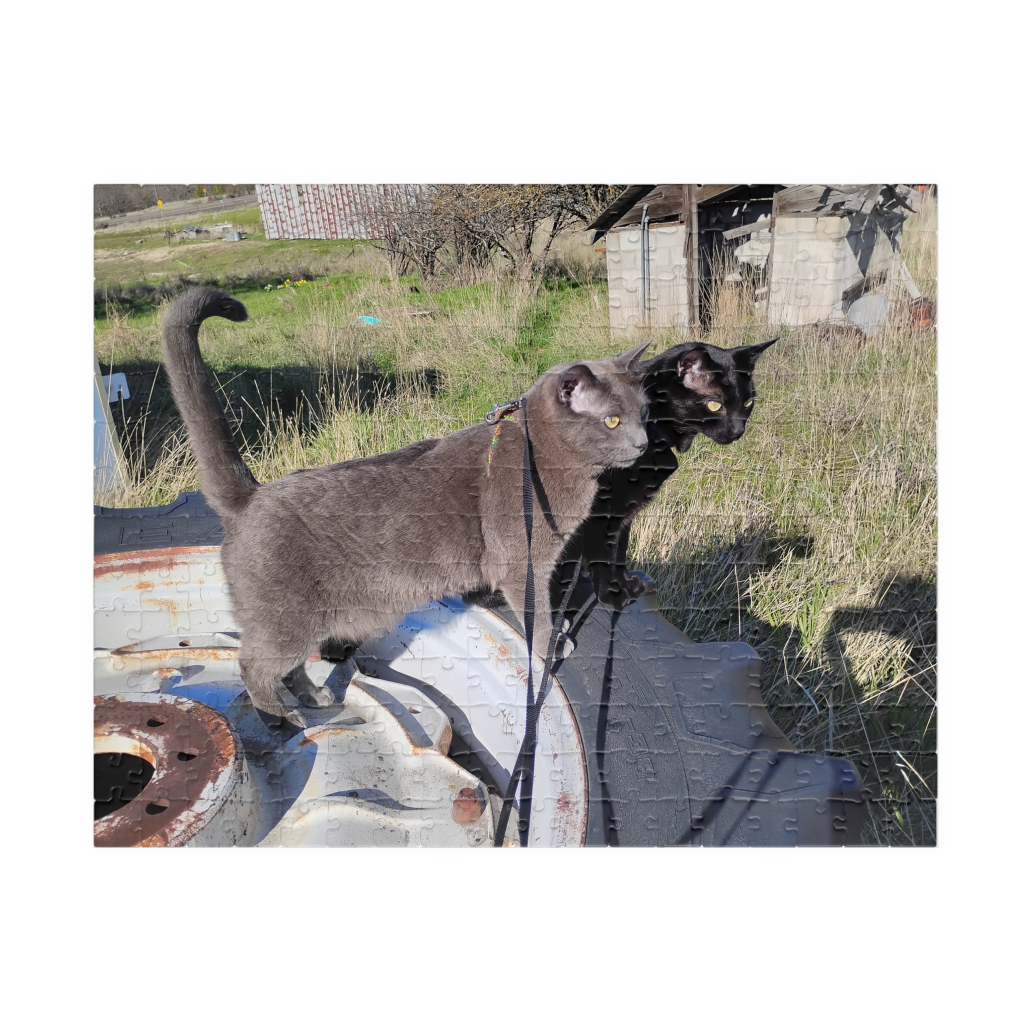 Tractor Cats on Tractor Tires 2026 Puzzle (252, 520, 1014-piece)