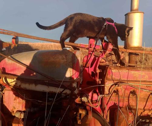 August - Zorro on International Model M Tractor