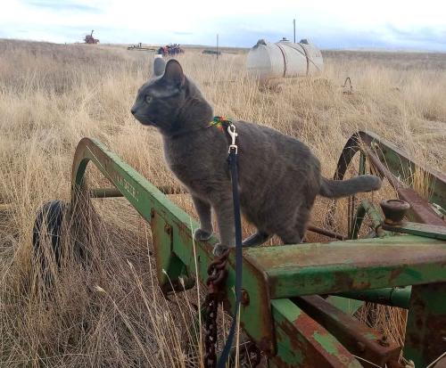 June 2024 - Indy on John Deere Hay Rake