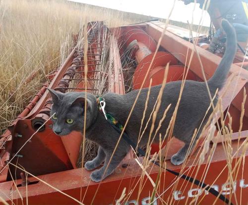 March 2024 - Indy on OMC Swing Arm Swather