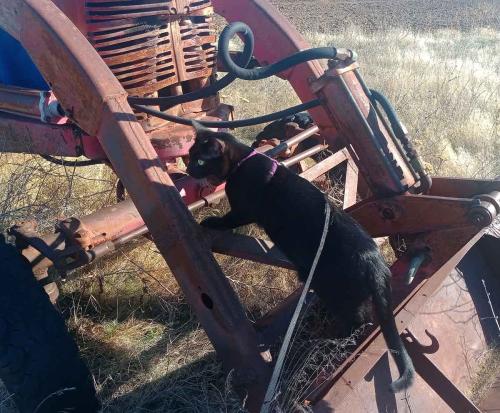 May 2024 - Zorro on International Model C Tractor