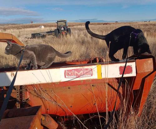 November - Tractor Cats on OMC Swing Arm Swather