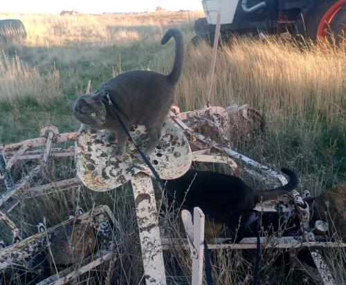 September 2024 - Tractor Cats on Horse Drawn Disk