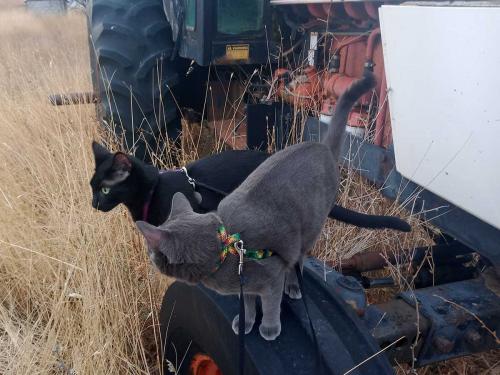 January 2025 - Tractor Cats on Case 2036 Tractor