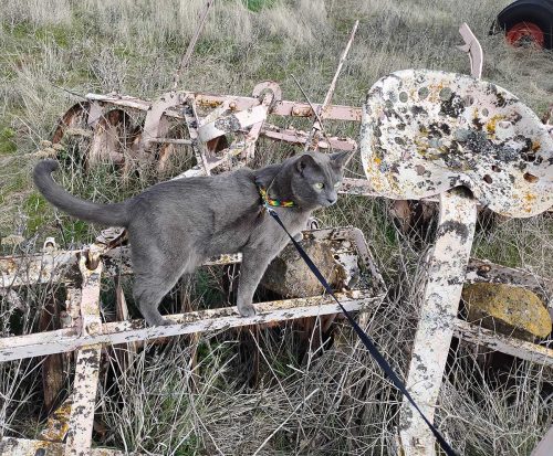 February 2026 -Indy on Horse Drawn Disk