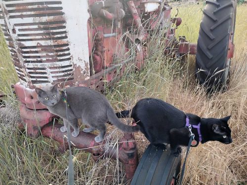 March 2026 - Tractor Cats on Model M Tractor