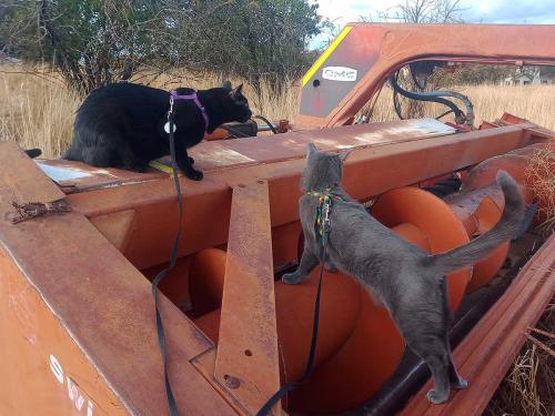 April 2025 - Tractor Cats on OMC Swing Tongue Swather