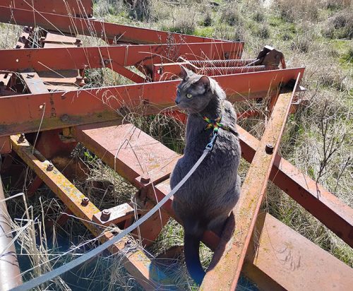 May 2026 - Indy on International Disk