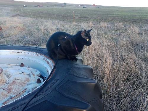 June 2025 - Zorro on Dual Tractor Tires