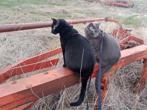 July 2025 - Tractor Cats on International Bottom Plow