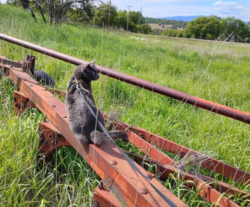 August 2026 -Indy on Bottom Plow