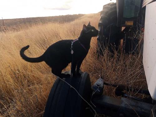 September 2025 - Zorro on Case 2036 Tractor