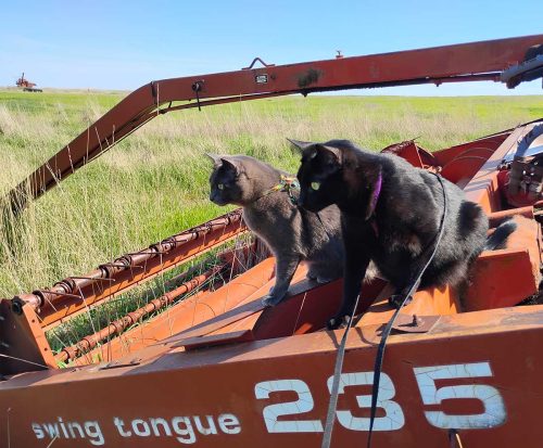 September 2026 - Tractor Cats on Swather