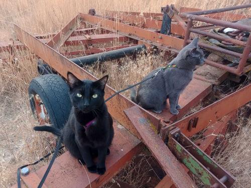 October 2025 - Tractor Cats on International Disk