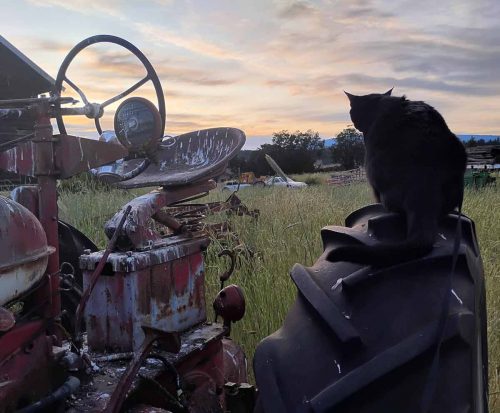October 2026 - Zorro on Model M Tractor