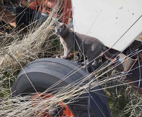 November 2026 - Indy on Case 2036 Tractor