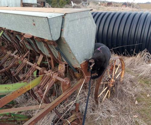 December 2025 - Zorro on John Deere Seed Drill