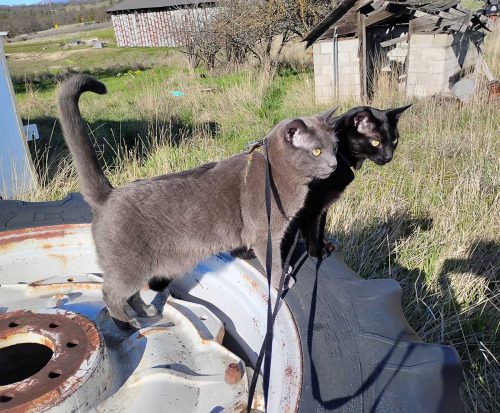 December 2026 - Tractor Cats on Dual Tractor Tires